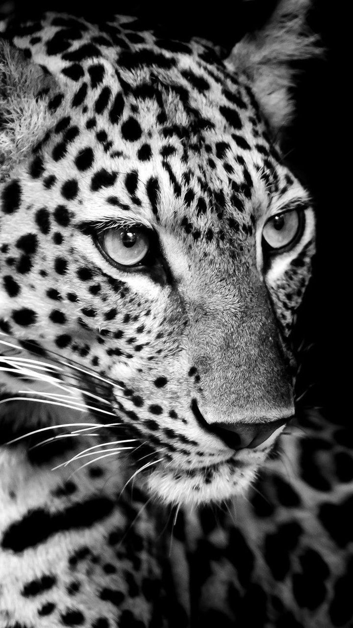 Fondos Para Celular Animales - HD Wallpaper 