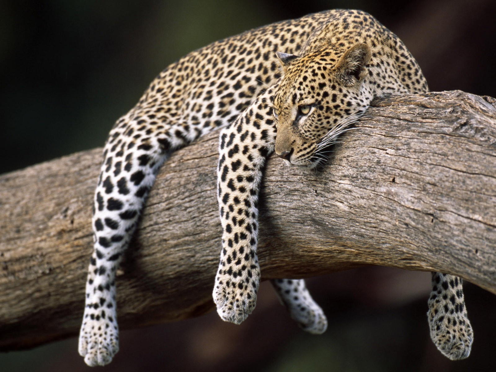 Hd Animals Wallpapers Collection - Leopard Lying In Tree - HD Wallpaper 
