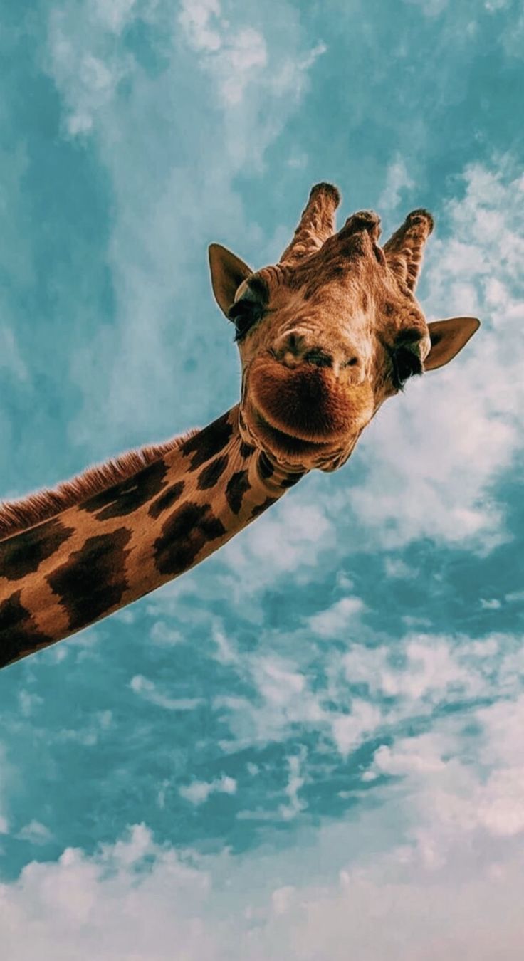 Aesthetic Giraffe - HD Wallpaper 