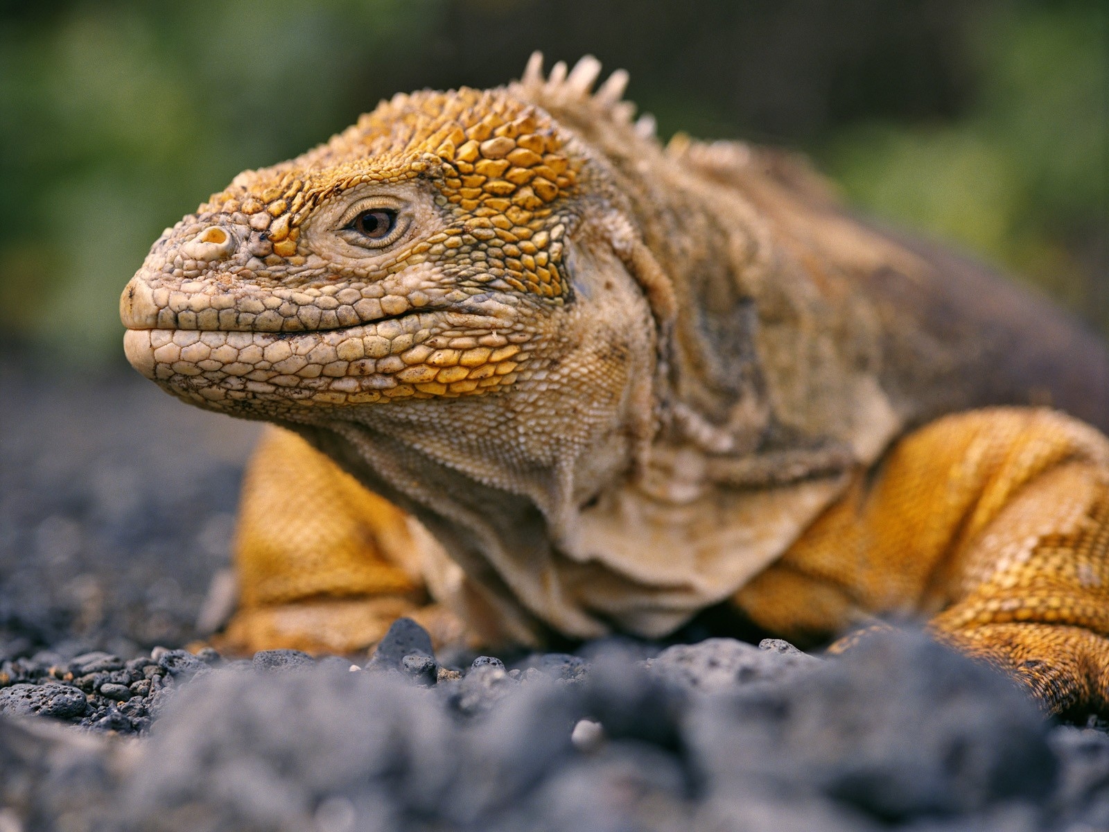 Imagenes De Reptile Del Ecuador - HD Wallpaper 