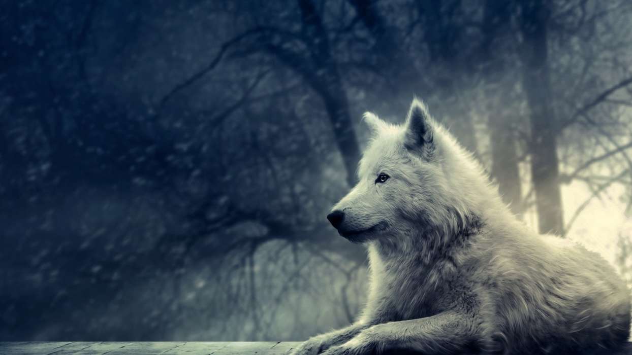 Download Mobile Wallpaper Animals, Dogs For Free - Wolf Wallpaper 4k - HD Wallpaper 