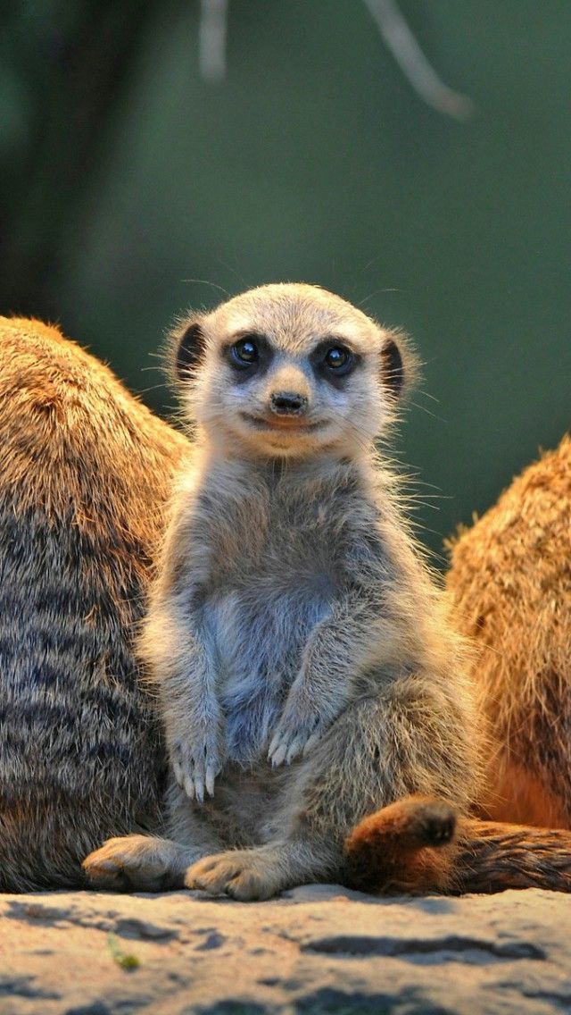 Meerkat Wallpaper Iphone - HD Wallpaper 