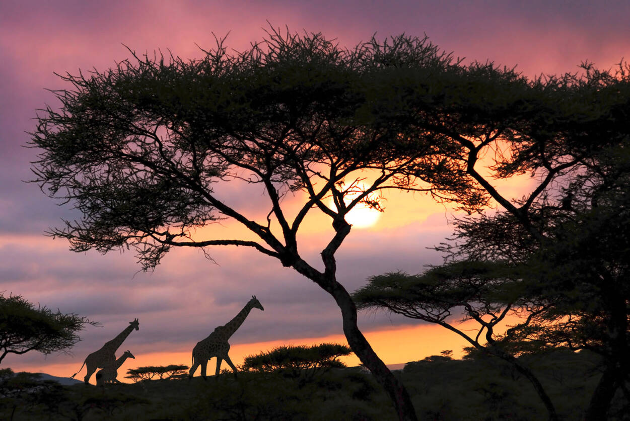 Livingwalls Photo Wallpaper Giraffe At Sunset - Giraffe Next To The Sun Setting Ral - HD Wallpaper 