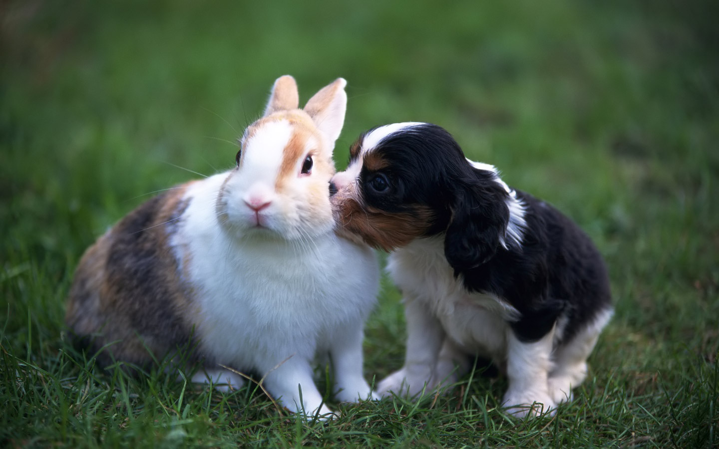 Http - //2 - Bp - Blogspot - - Puppy And Bunny - HD Wallpaper 