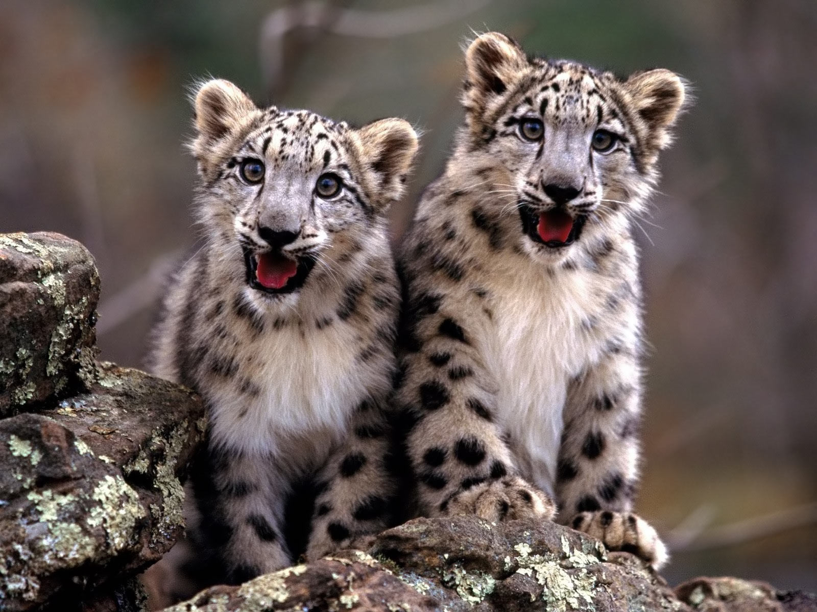 Baby-cheetah - Baby Snow Leopard - HD Wallpaper 