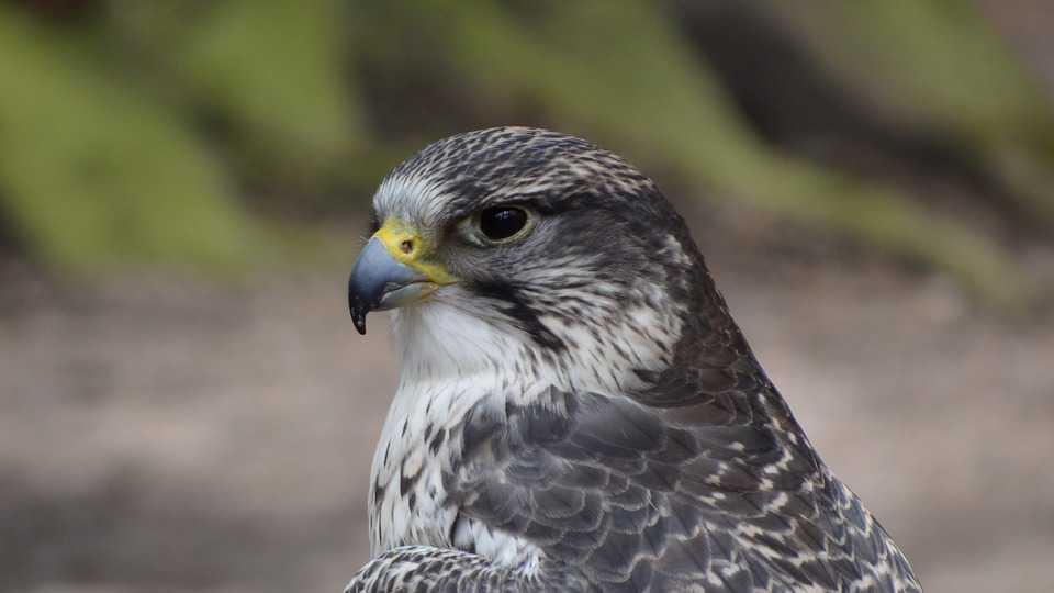 Animals Bussard Mäusebussard Bird - Lesny Vtak - HD Wallpaper 