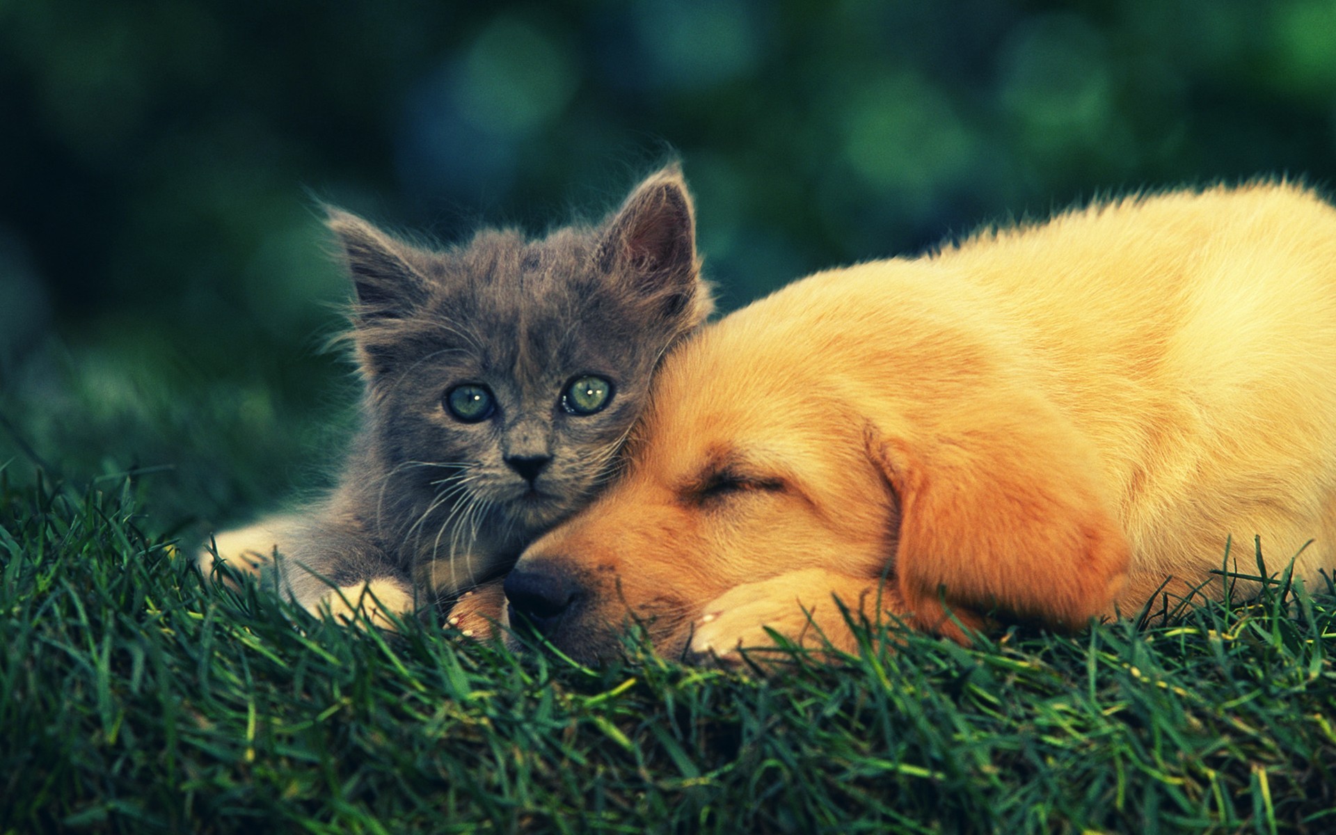 Animal Cat Kitten Animal Wallpaper - Hd Cat And Dog - HD Wallpaper 