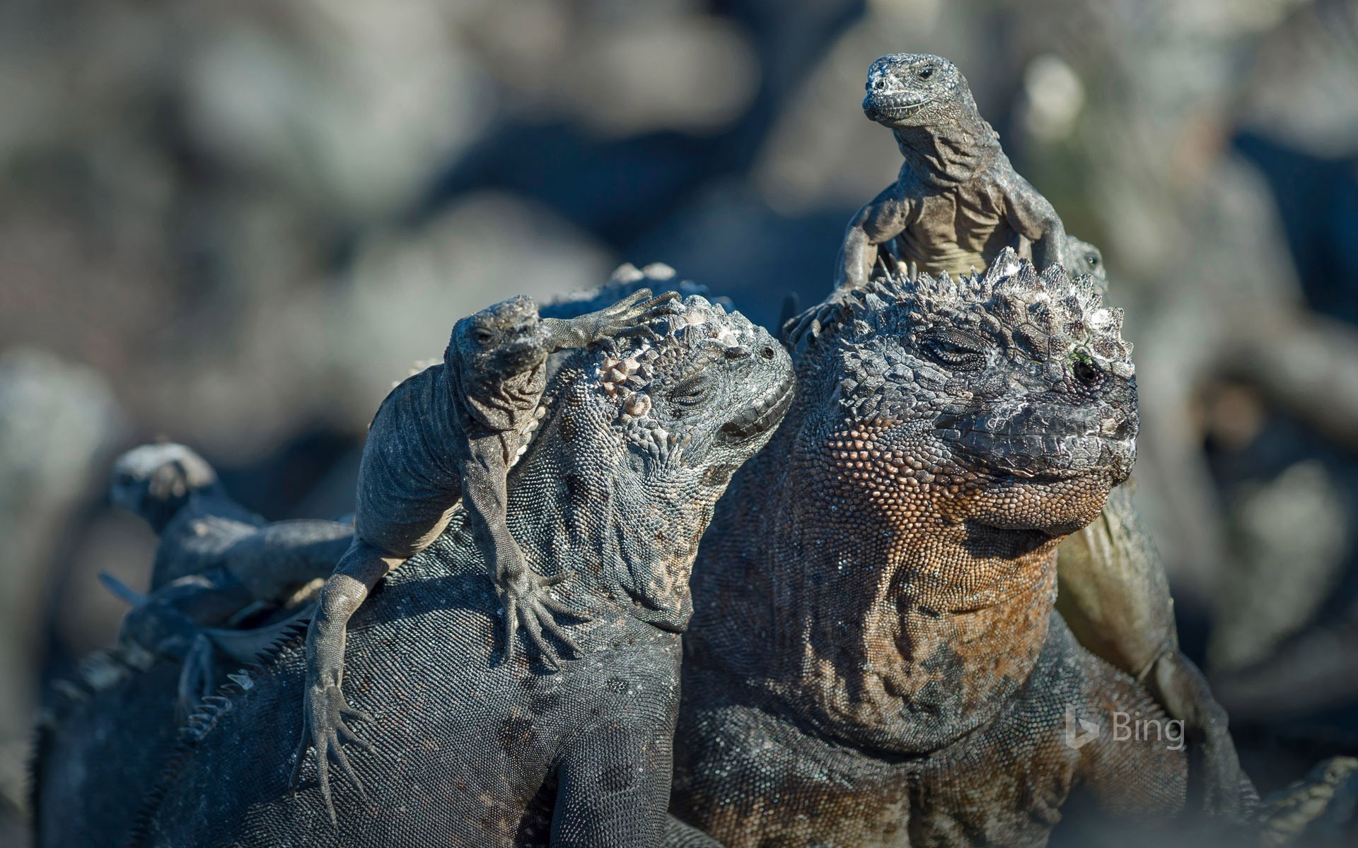 Marine Iguana - HD Wallpaper 