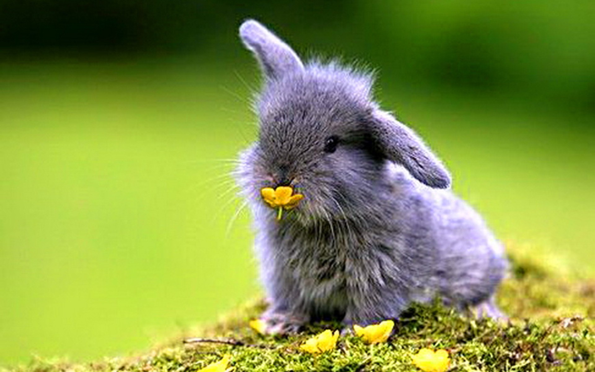 Handy-wallpaper Tiere, Kaninchen Kostenlos Herunterladen - Baby Bunnies - HD Wallpaper 