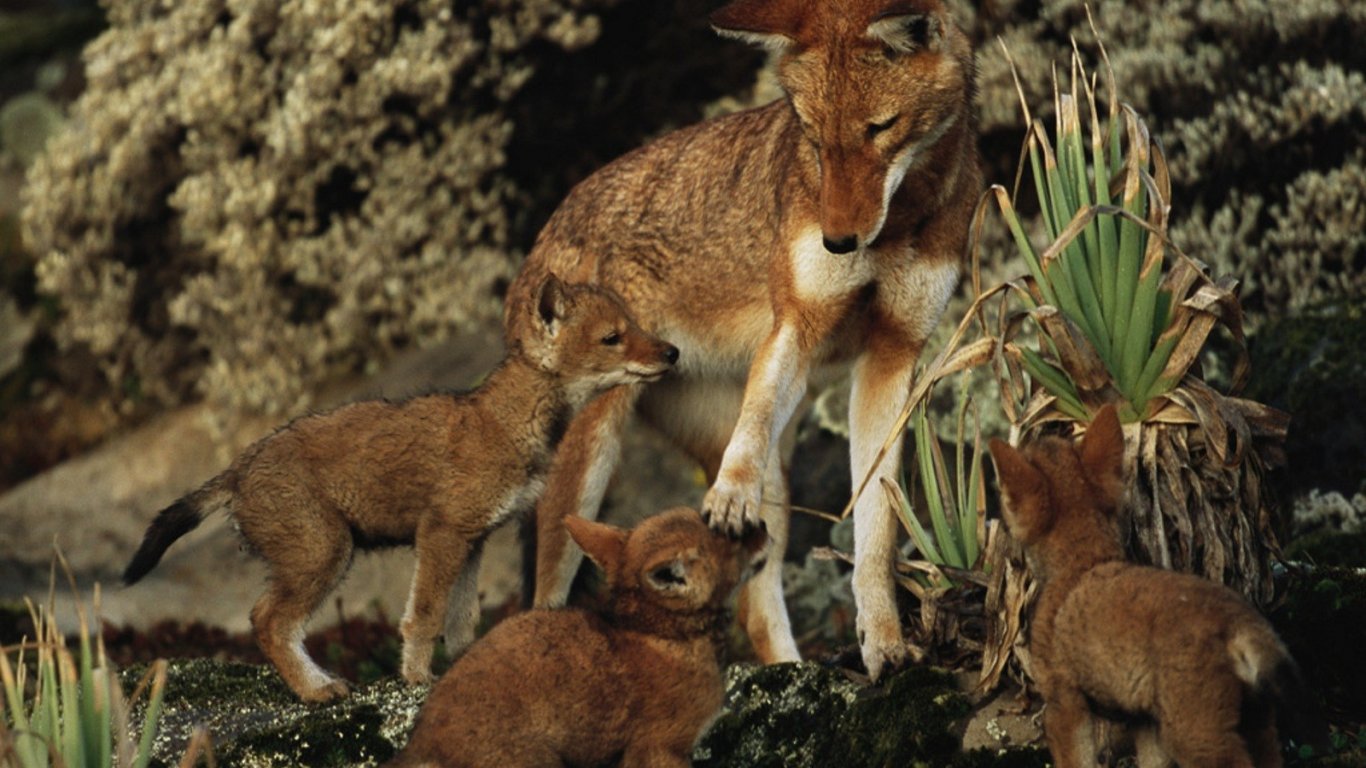 African Wölfe, Baby Wölfe, Tiere, National Geographic, - HD Wallpaper 
