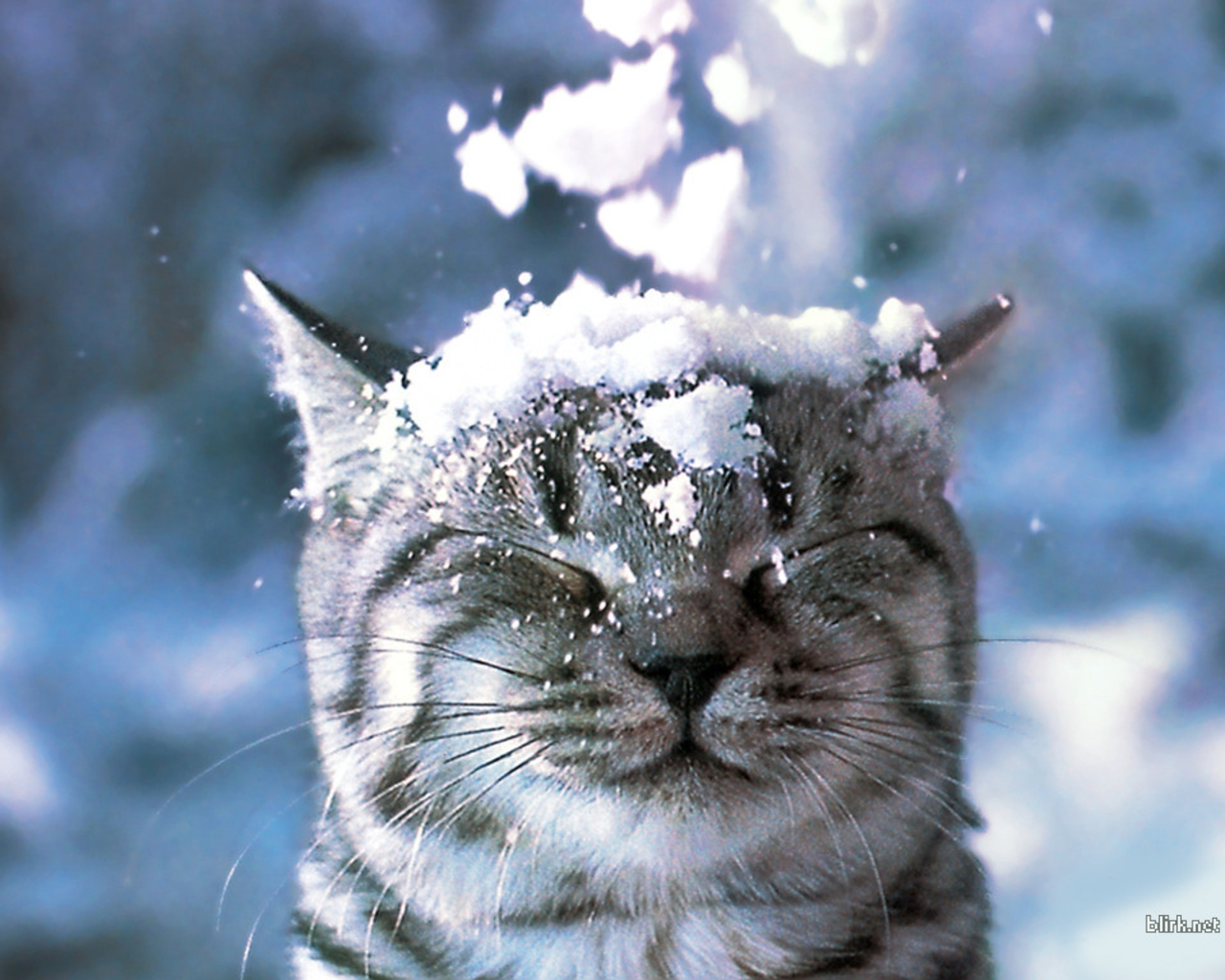 Snow Cat Picture Wallpaper - Snow Falling On Cat - HD Wallpaper 