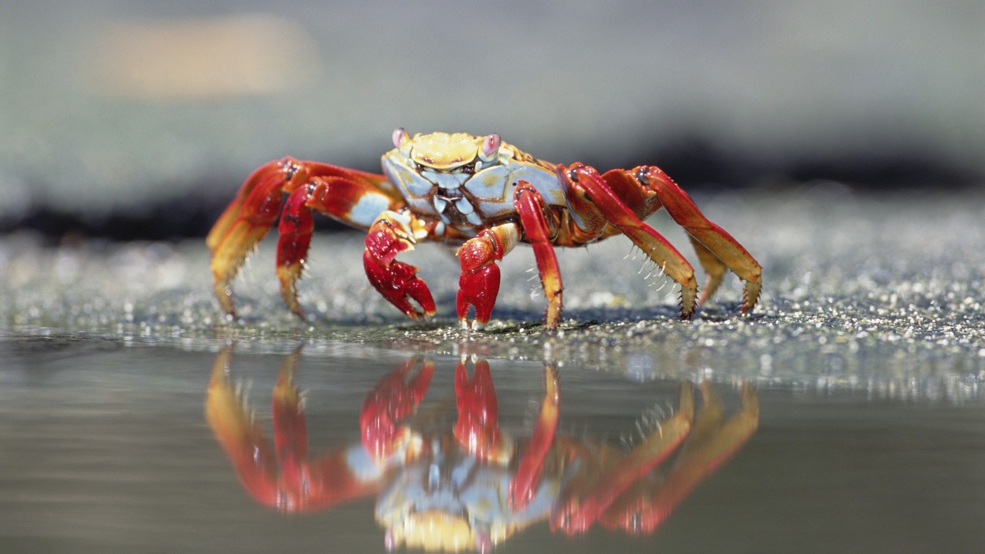 Hermit Crab Swag - HD Wallpaper 