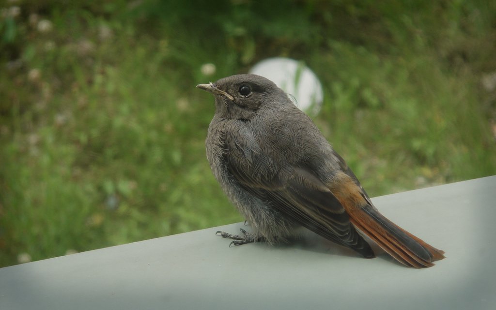 Junco - HD Wallpaper 