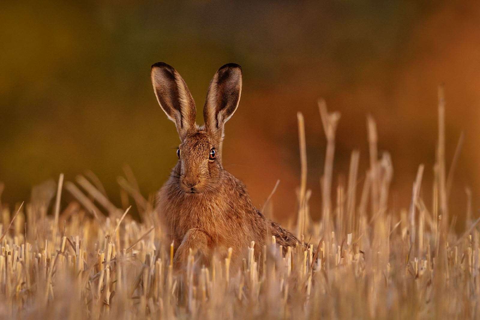 Kevin Pigney S Harvest Hare - Brown Hare - HD Wallpaper 