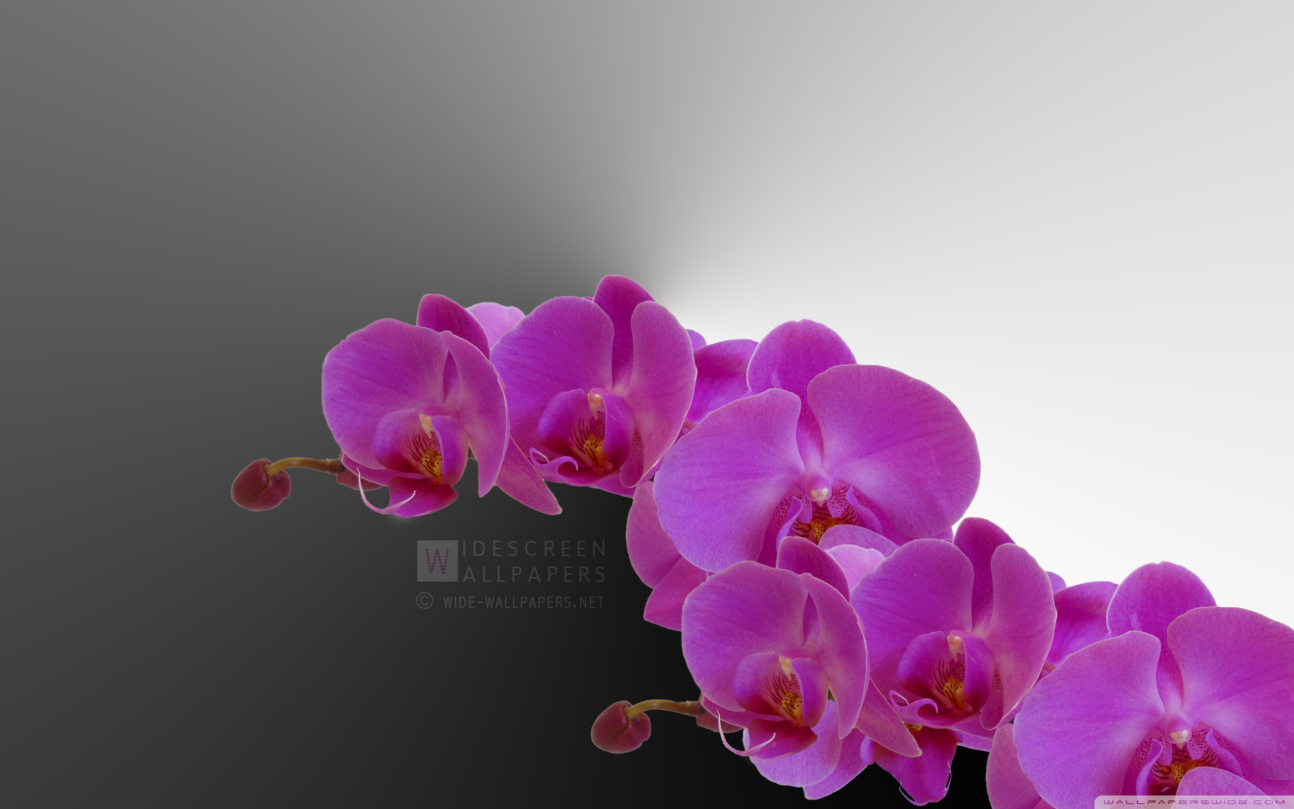 Beauty Of Simplicity - HD Wallpaper 