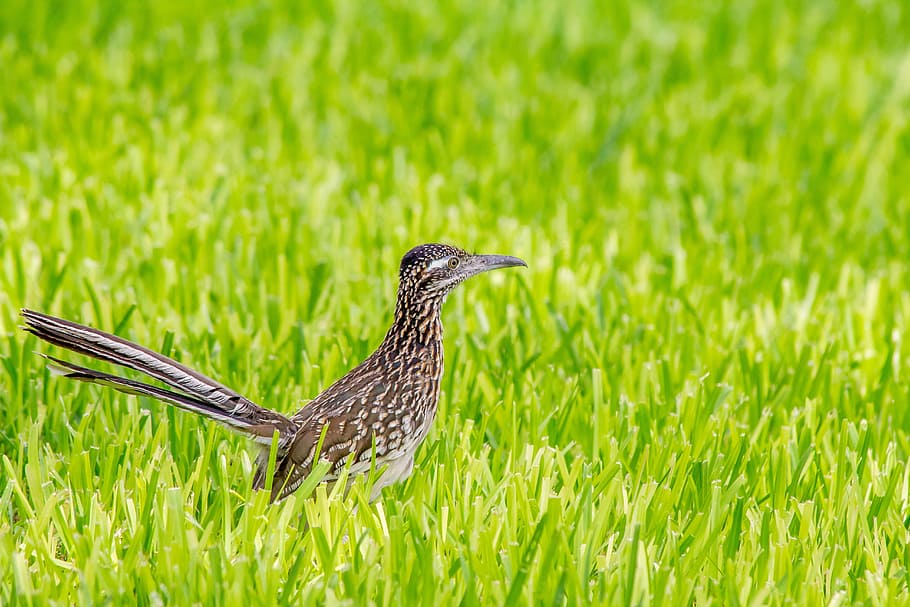 Greater Roadrunner, Bird, Wildlife, Animal, Nature, - HD Wallpaper 