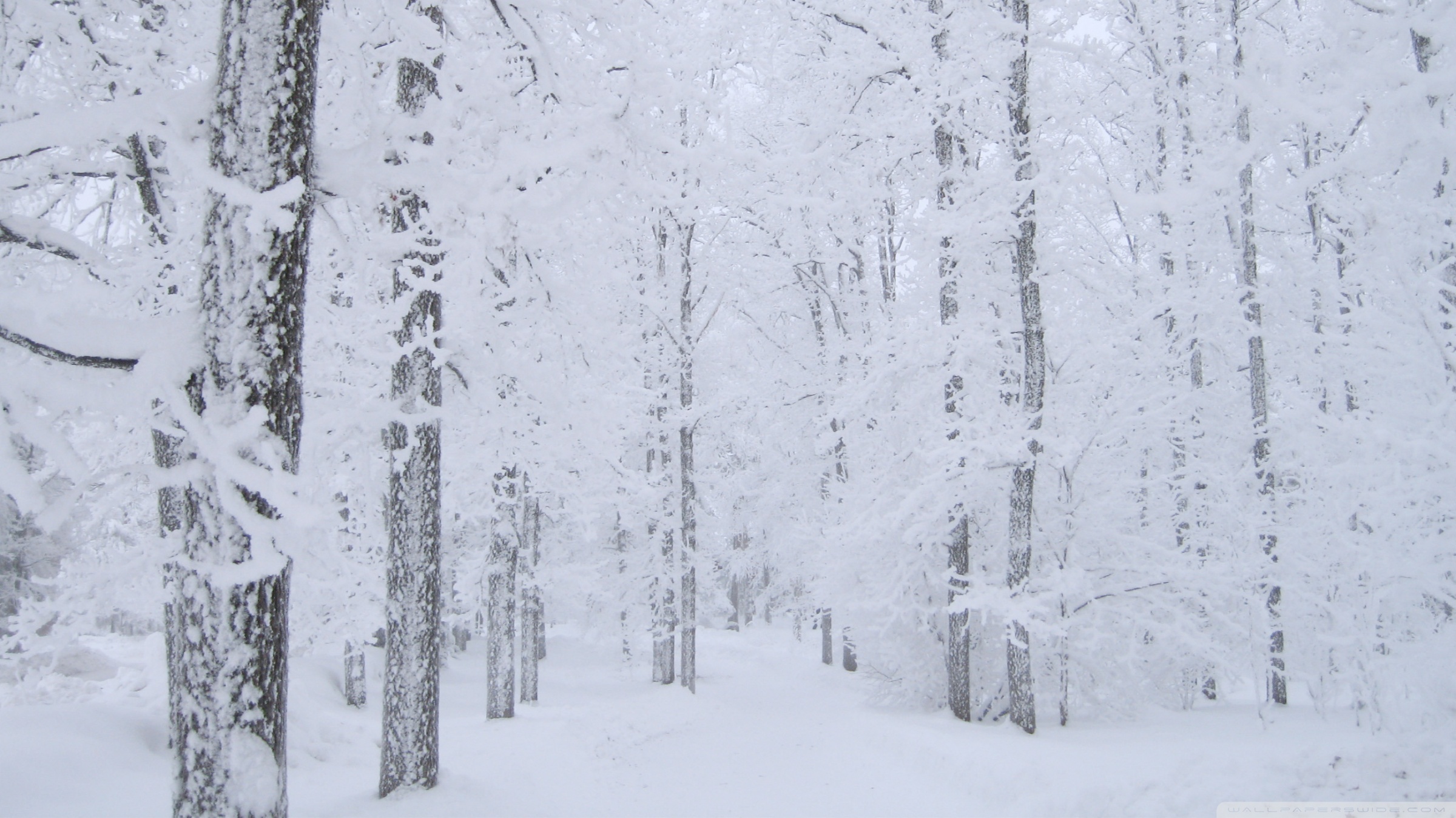 Wallpaper - HD Wallpaper 