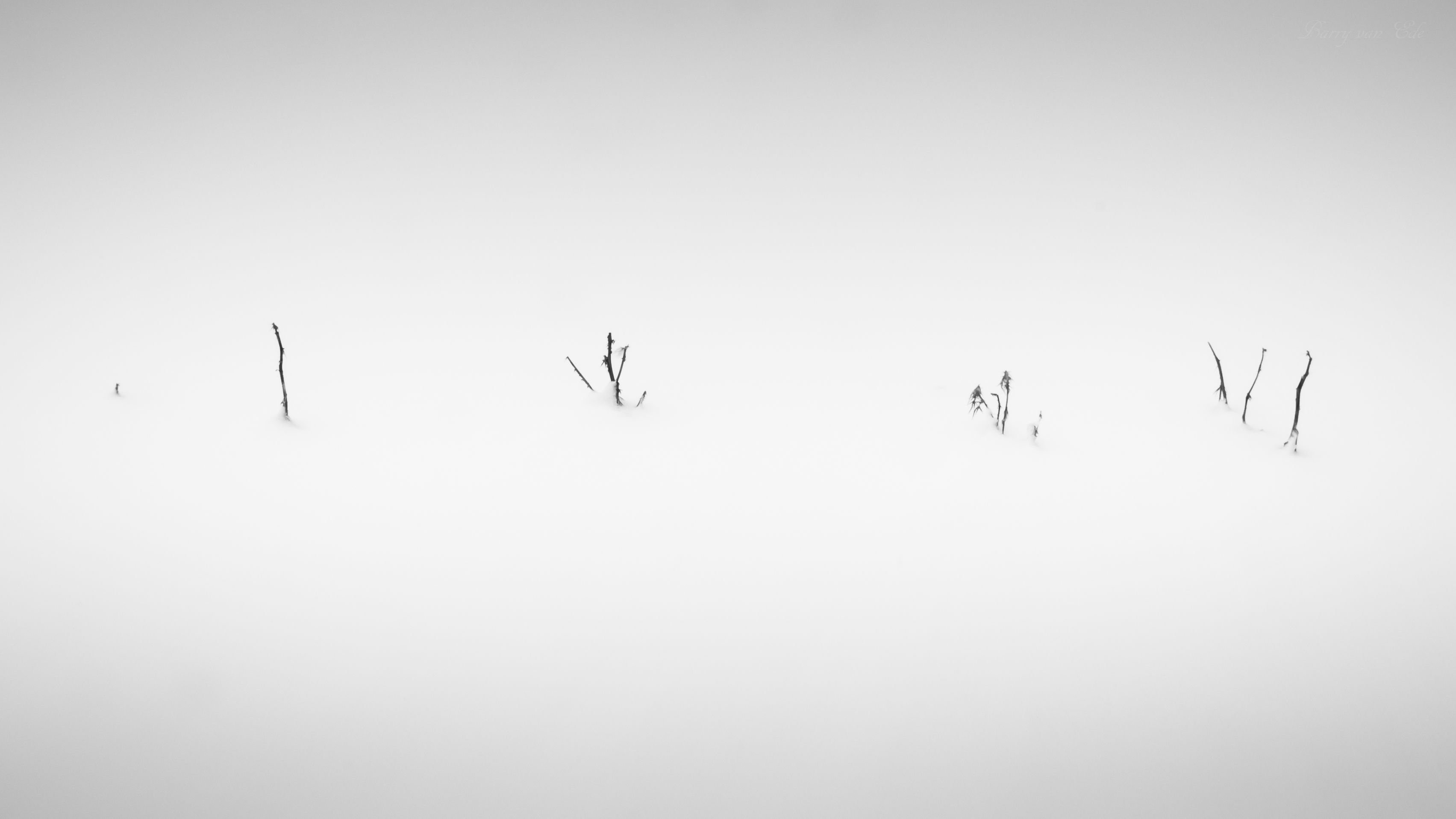 Insect - HD Wallpaper 