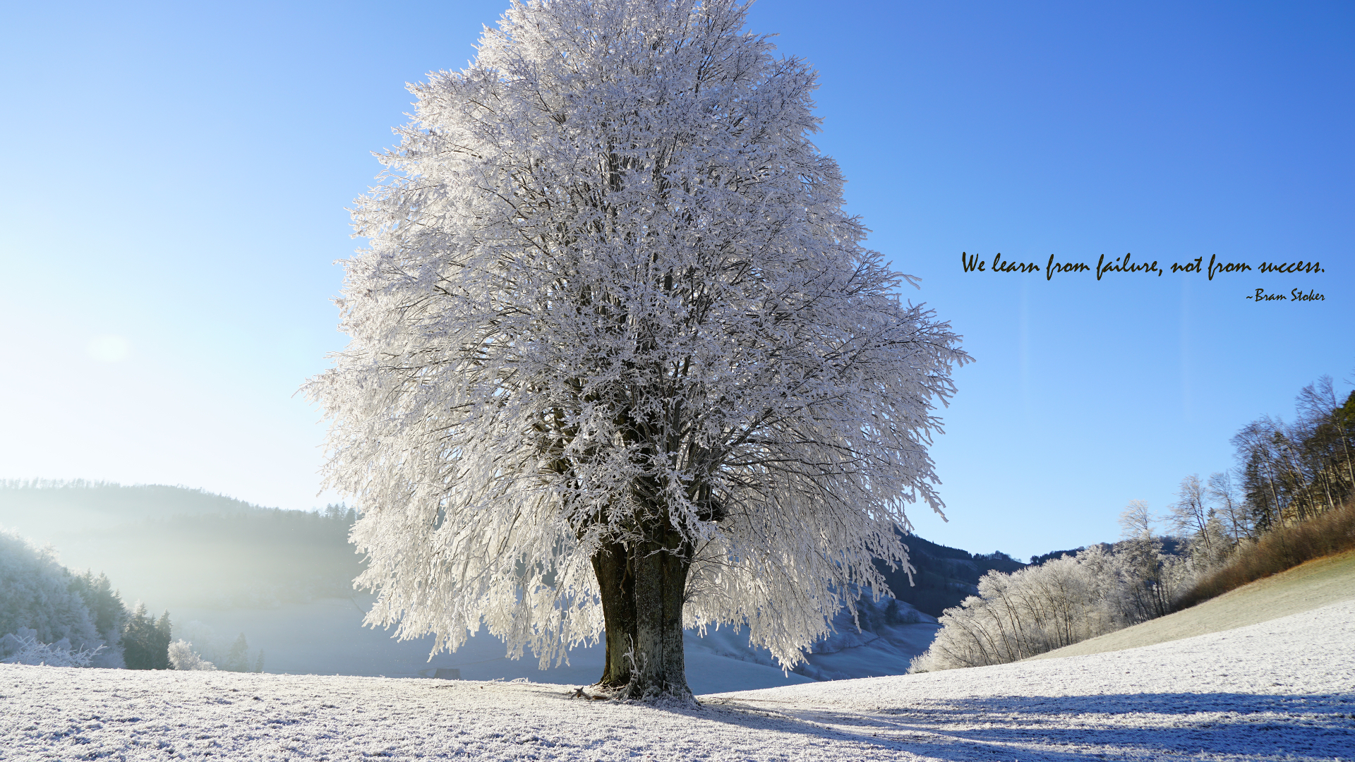 Cypress Family - HD Wallpaper 