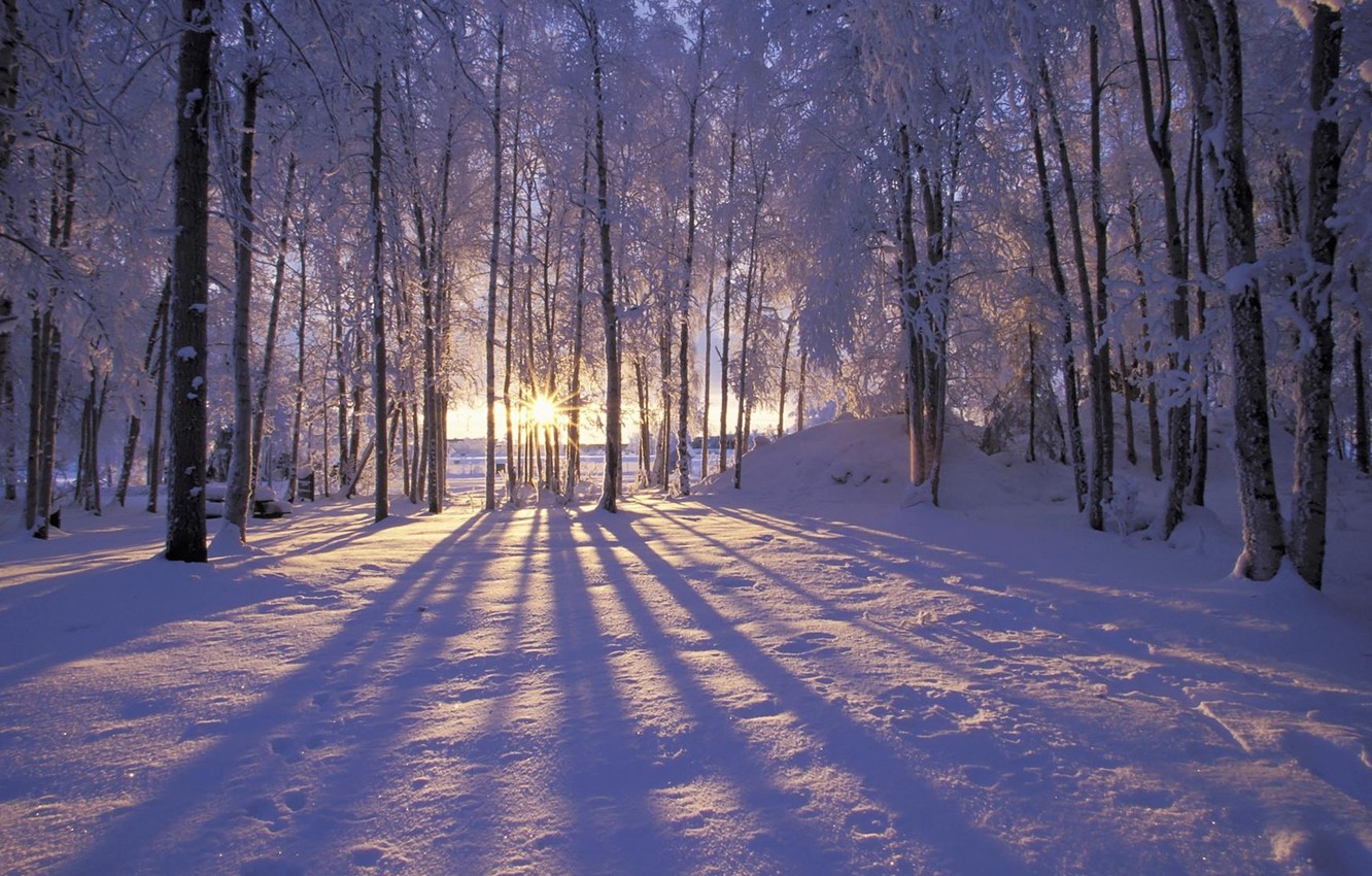 Photo Wallpaper Forest, Winter, Trees, Landscape, Nature, - Forest Background Snow Sun - HD Wallpaper 