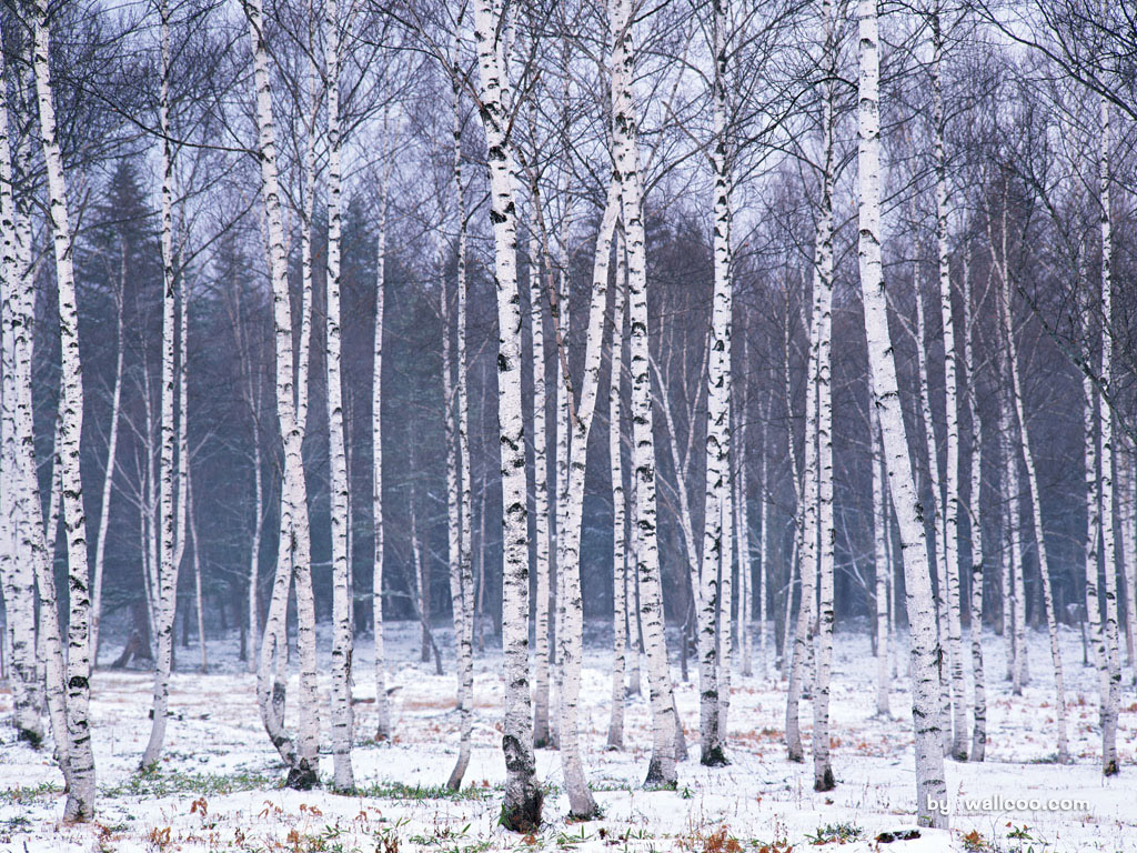 Snowy Winter Landscape Wallpapers 1024*768 No - Birch Winter Tree - HD Wallpaper 