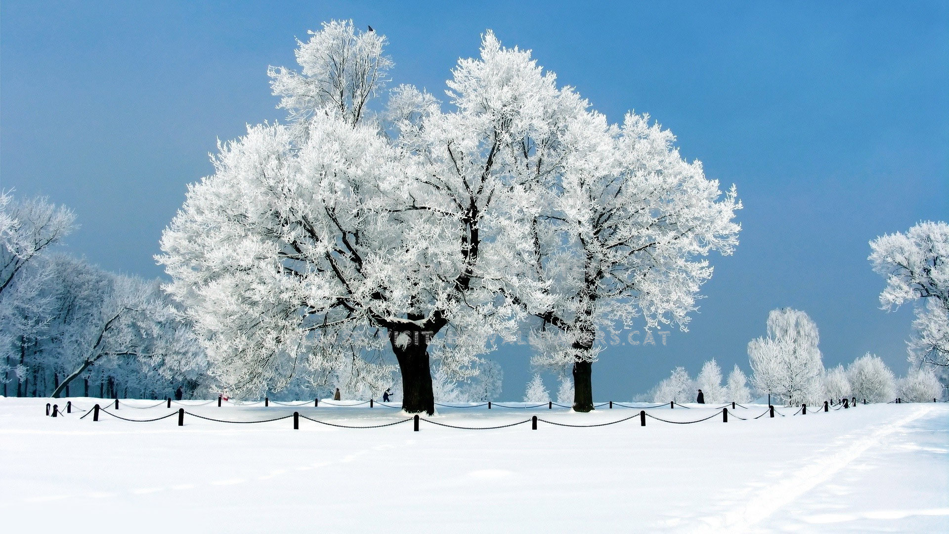 Winter Trees Snowy Landscape Scenic Nature - January Wallpaper Hd - HD Wallpaper 