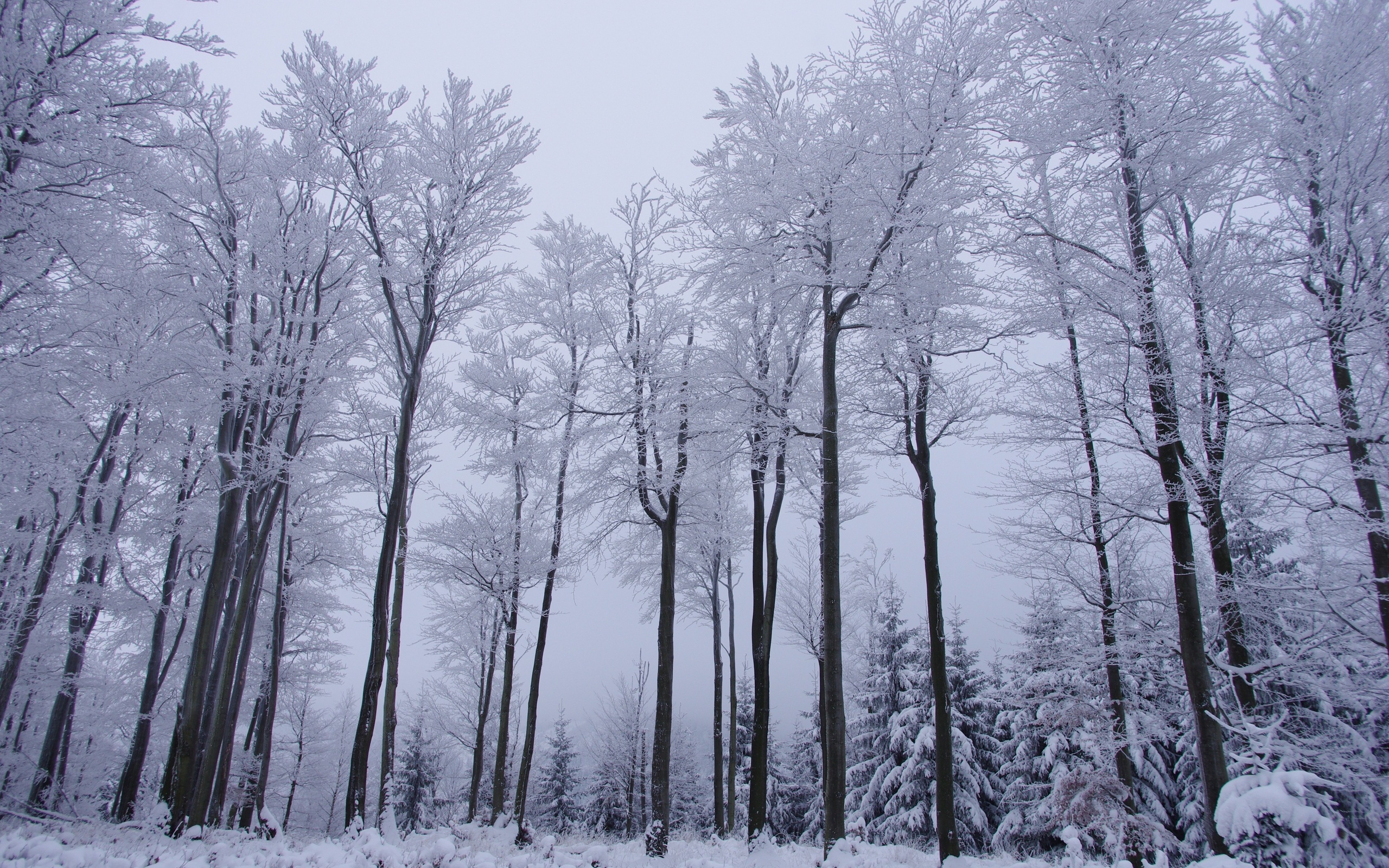 Winter Forest Trees Snow Landscape - Forest Trees In Winter - HD Wallpaper 