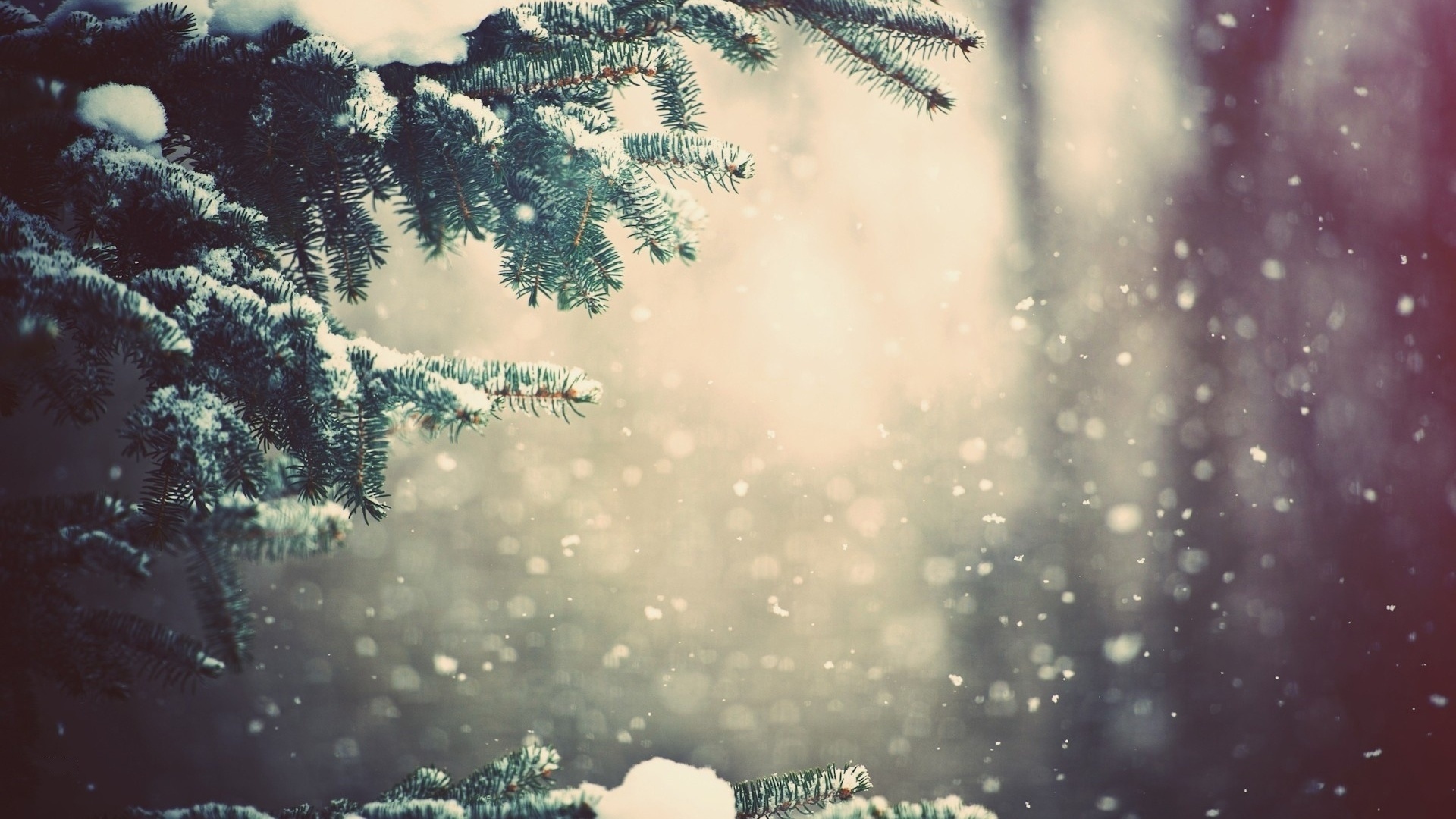 Full Hd 1080p Winter Wallpapers Hd, Desktop Backgrounds - Snow Trees Close Up - HD Wallpaper 