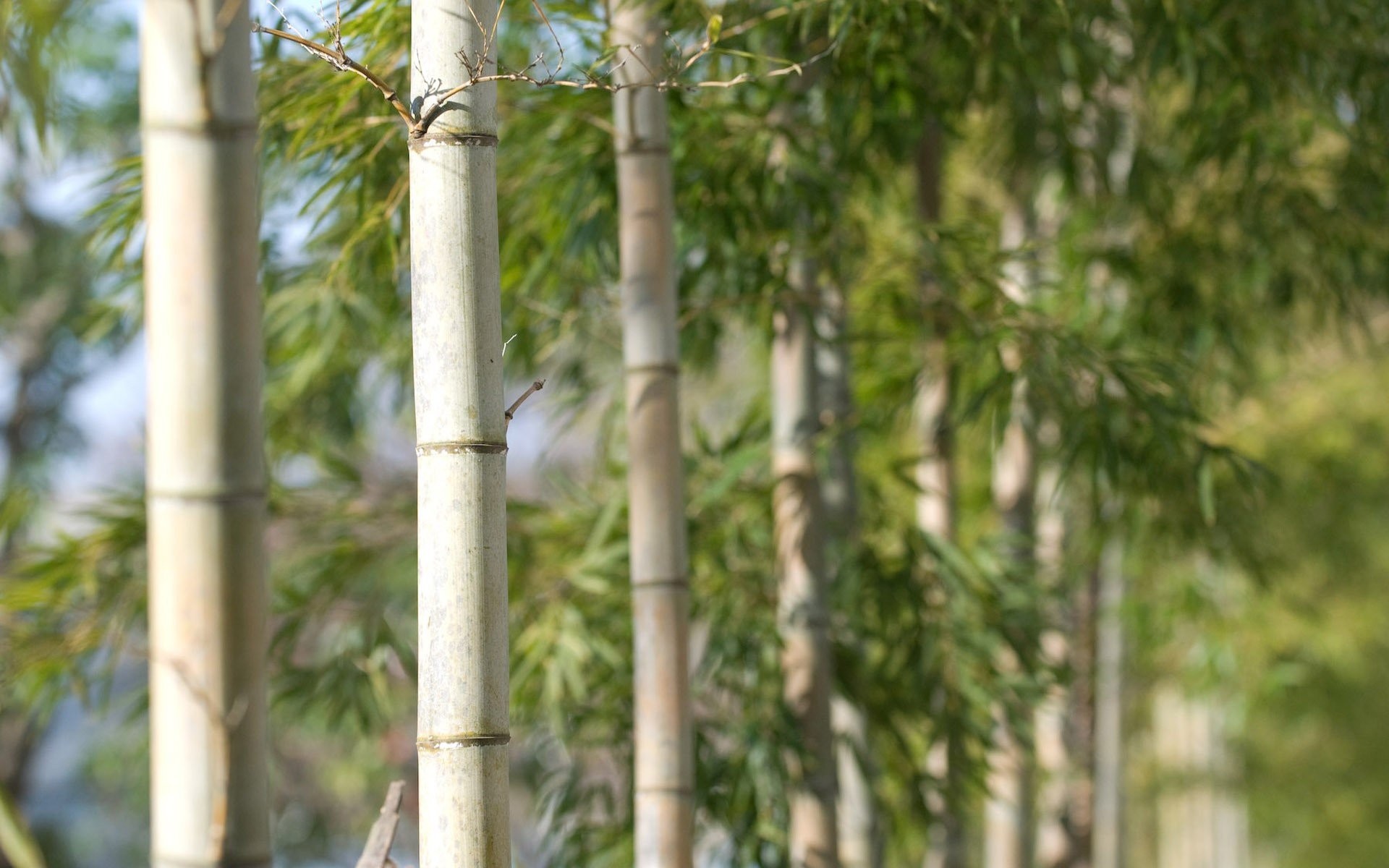 Pond Pine - HD Wallpaper 