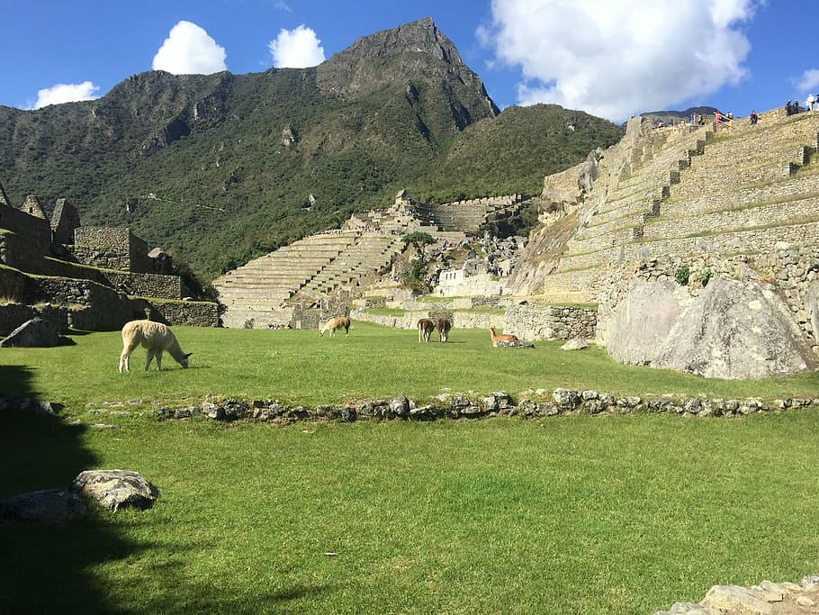 Machu, Peru, Hiking, Machu Pichu, History, Grass, Travel - Machu Picchu - HD Wallpaper 