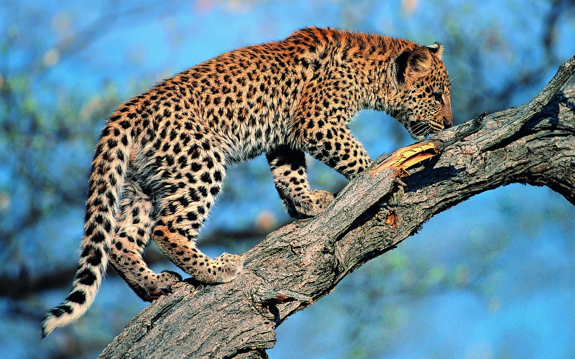 Leopard Climbing Tree - HD Wallpaper 