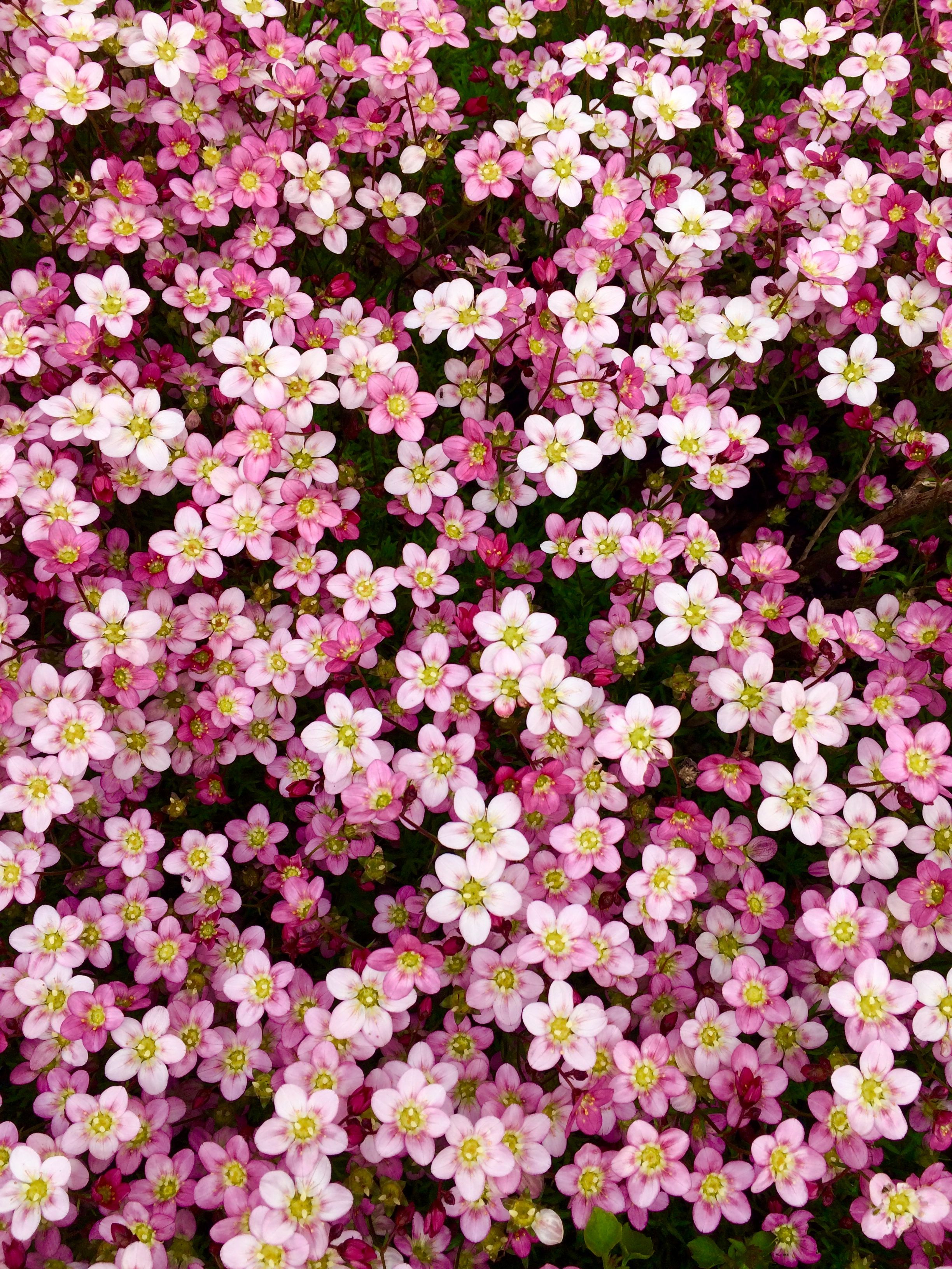 Backgrounds Flowers Aesthetic - HD Wallpaper 