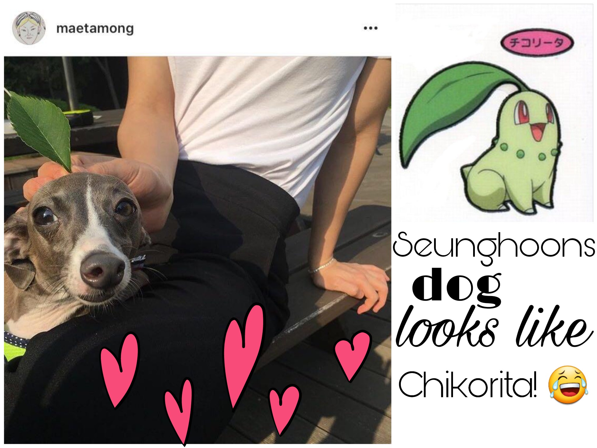 #memes #seunghoon #winner #winnerkpop #chikorita #cute - Companion Dog - HD Wallpaper 