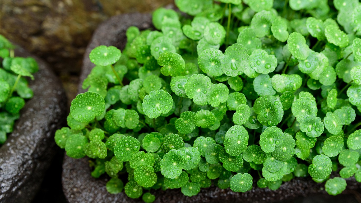 Rainy Season Green Copper Money Grass Plant2018 - Plants - HD Wallpaper 