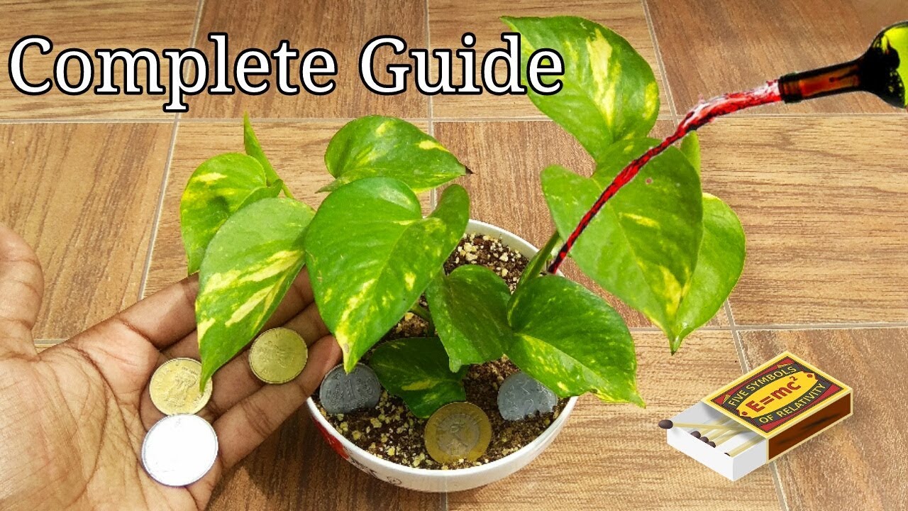 Grow Me Money Plant - HD Wallpaper 