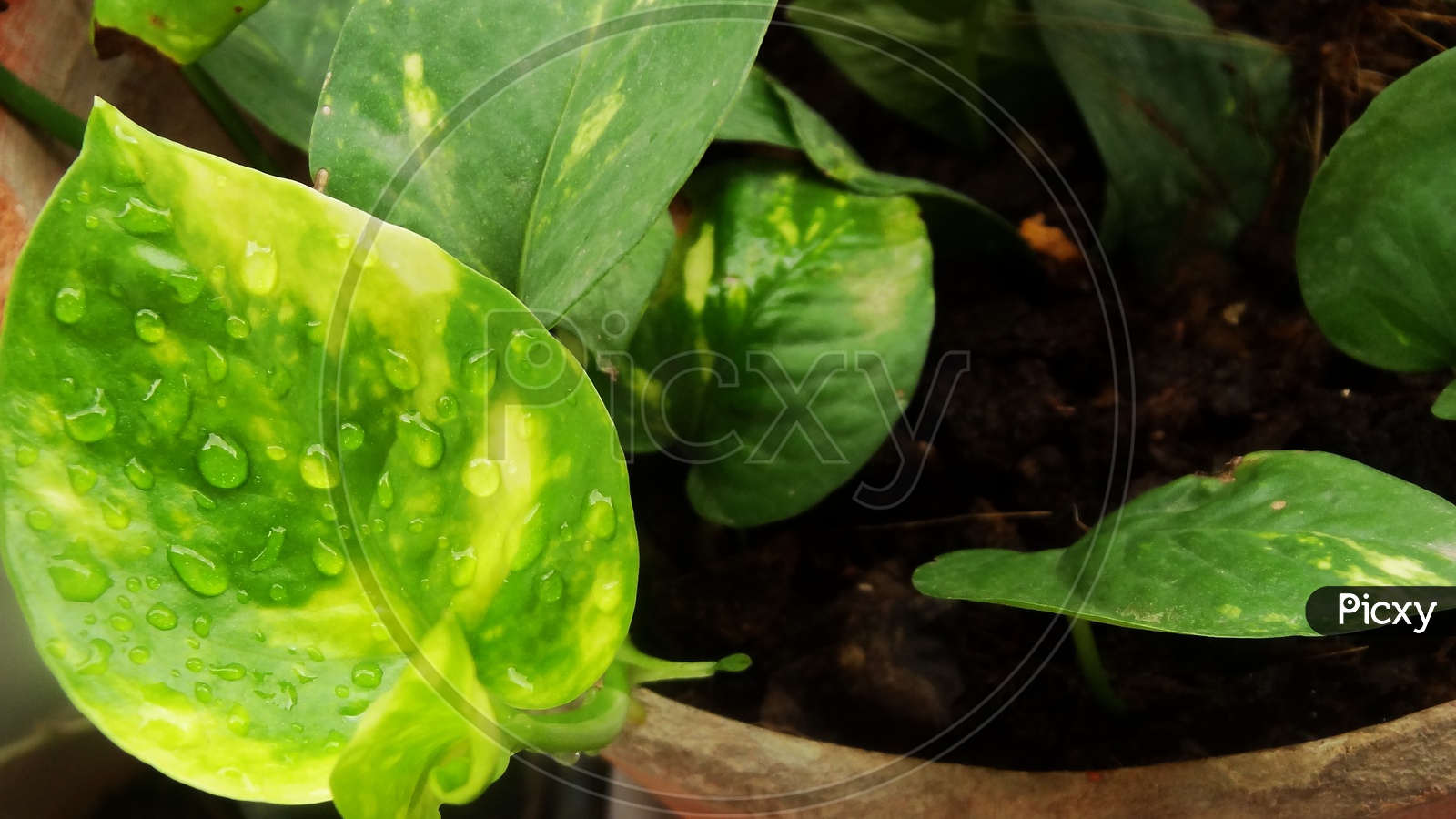 Spinach - HD Wallpaper 