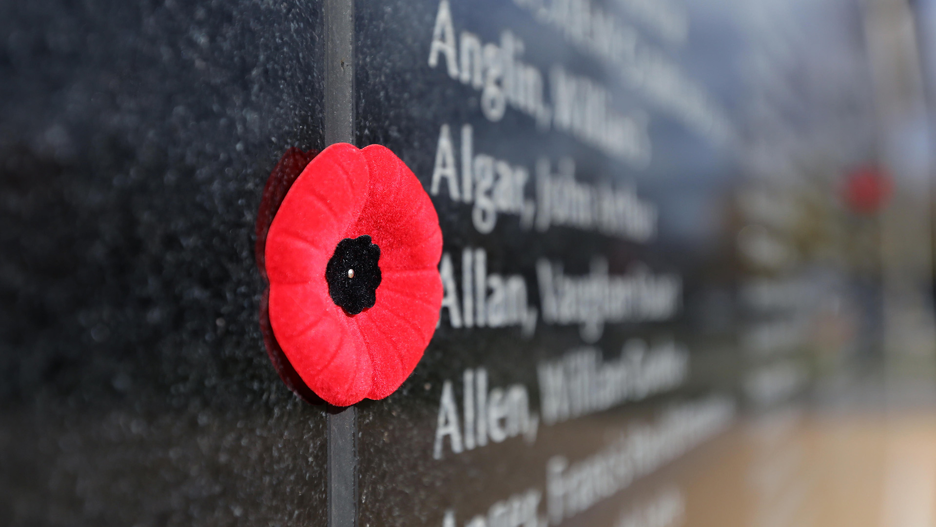 Memorial Poppy - HD Wallpaper 