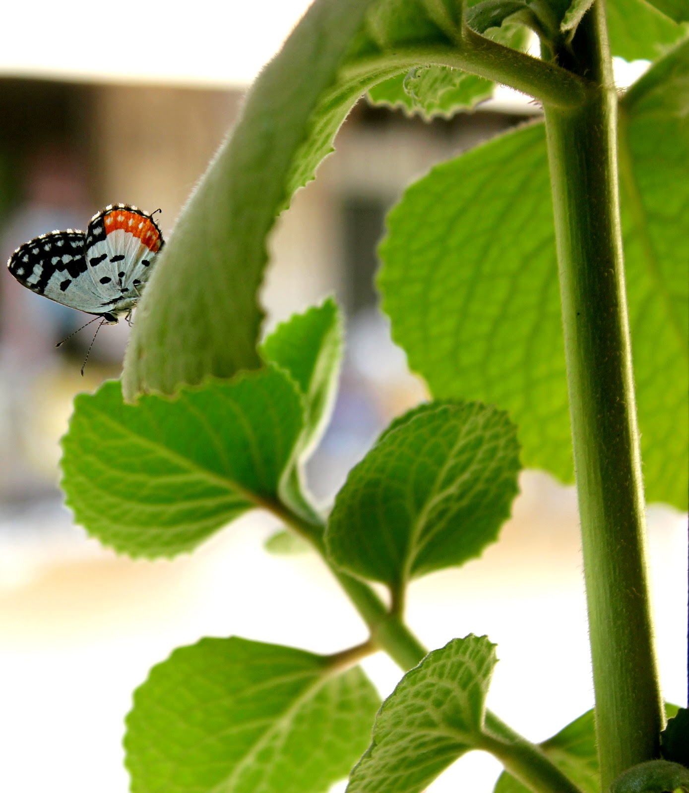 Butterfly In Balcony - HD Wallpaper 