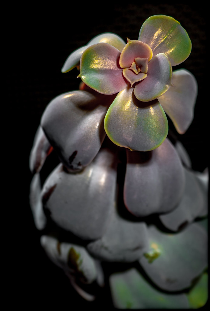 Macro Photography - HD Wallpaper 