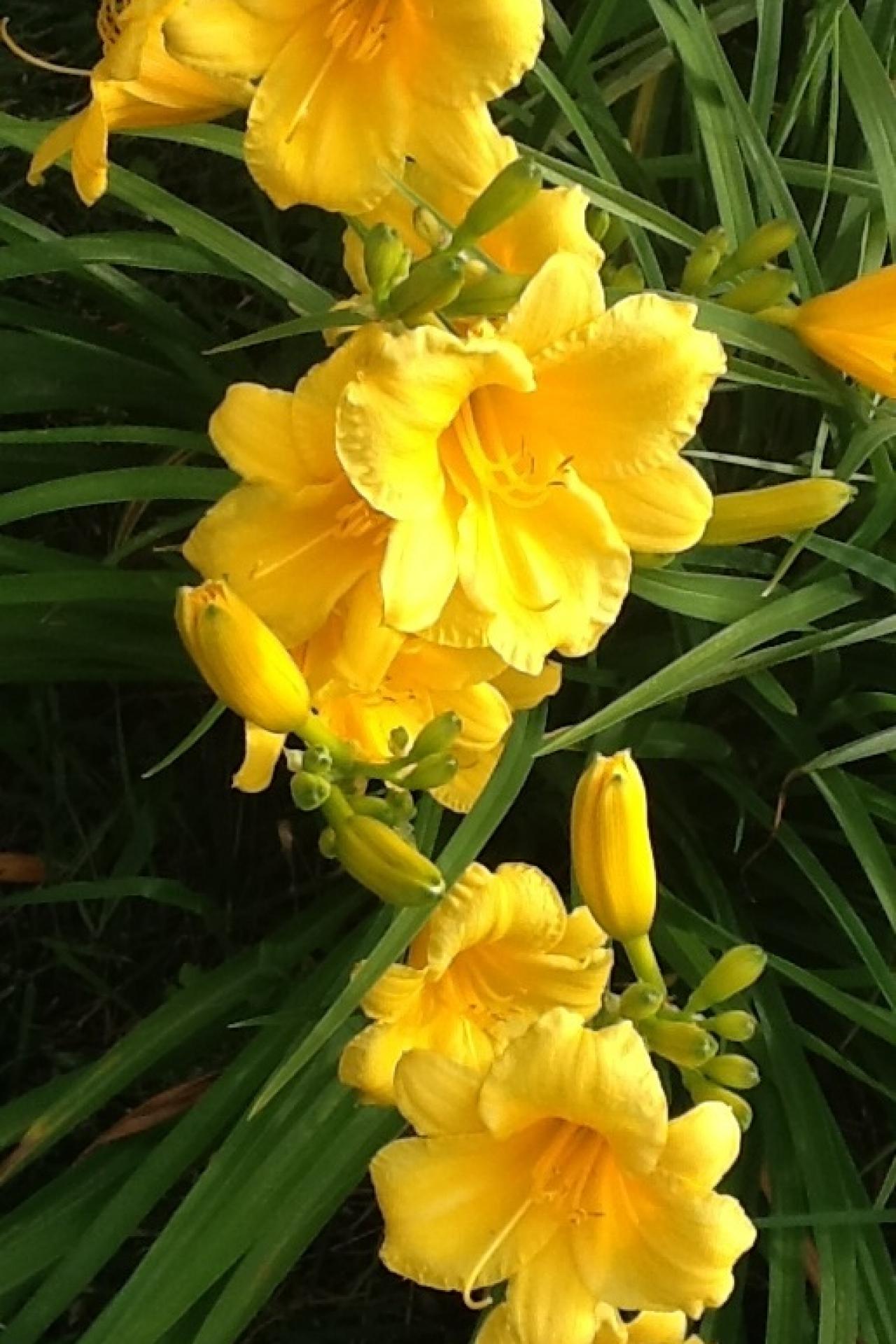 Day Lilies Are Great Fillers For Flower Beds, Makes - Caesalpinia - HD Wallpaper 