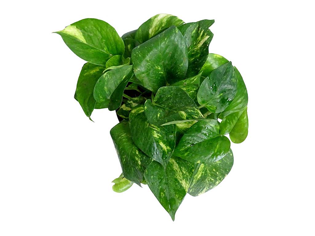 Money Plant Green - Spinach - HD Wallpaper 