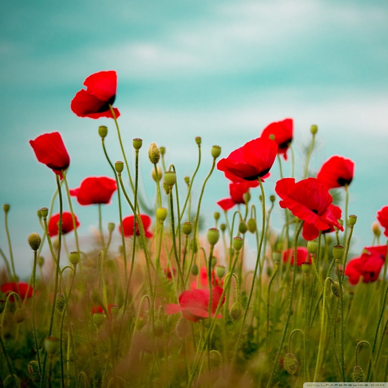 Poppy Desktop Background - HD Wallpaper 