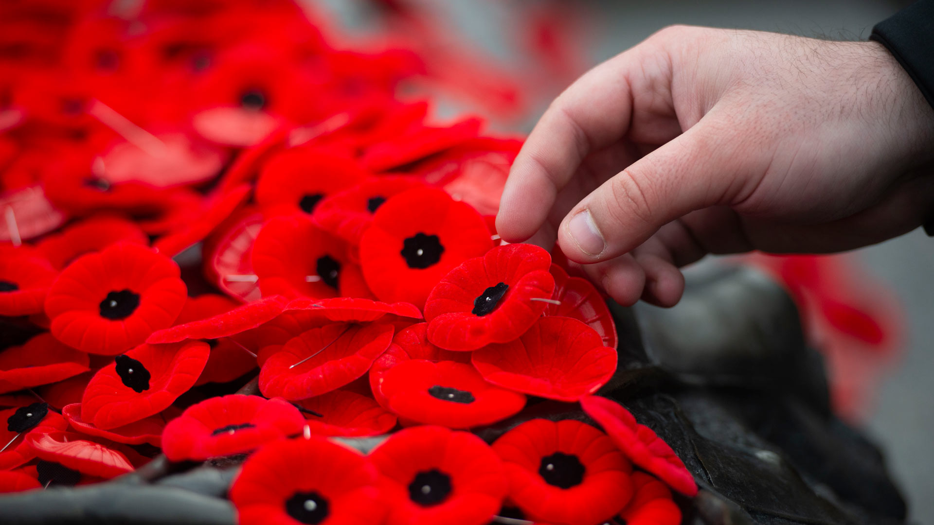 Poppy - HD Wallpaper 