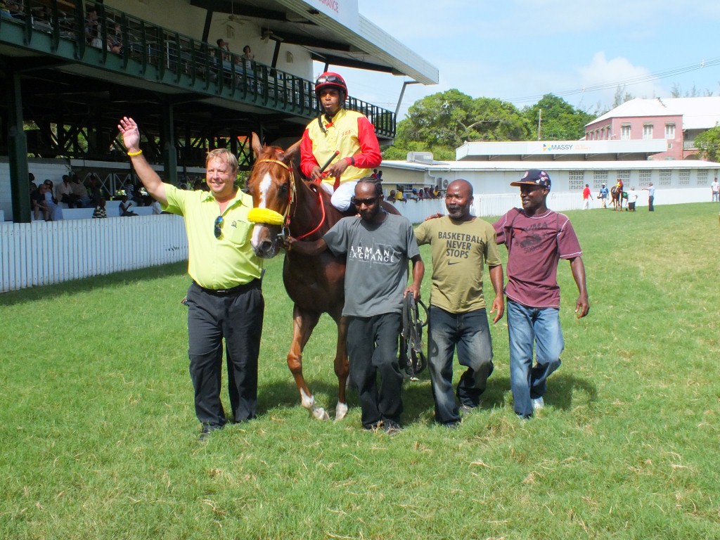 Grass - HD Wallpaper 