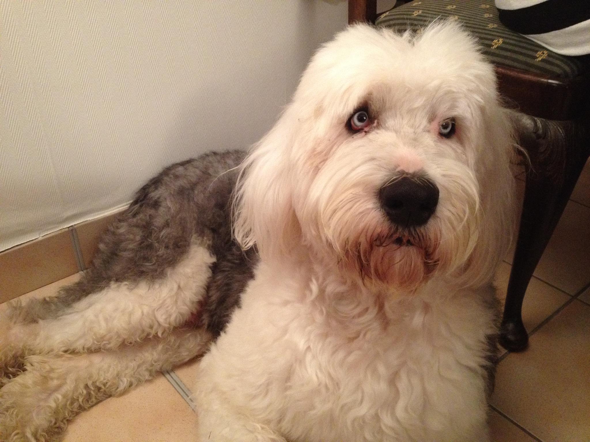 Labradoodle - HD Wallpaper 