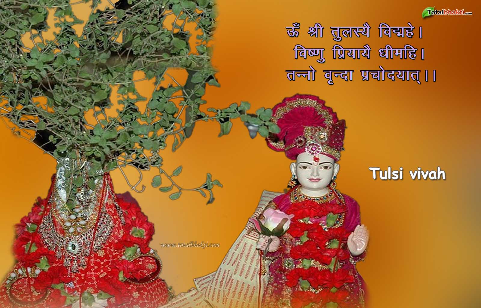 Tulsi Wallpaper - Decorate Tulsi For Tulsi Vivah - HD Wallpaper 