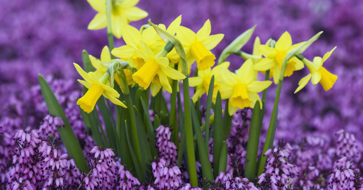 Lavender And Yellow Flower - HD Wallpaper 