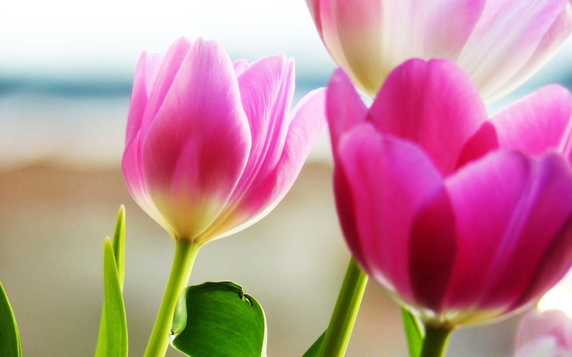 Tulips Spring Wallpaper - HD Wallpaper 