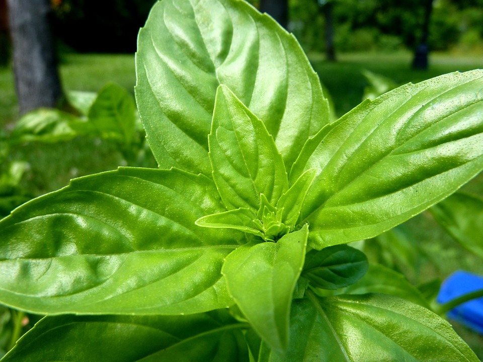 Sweet Basil Leaves - HD Wallpaper 