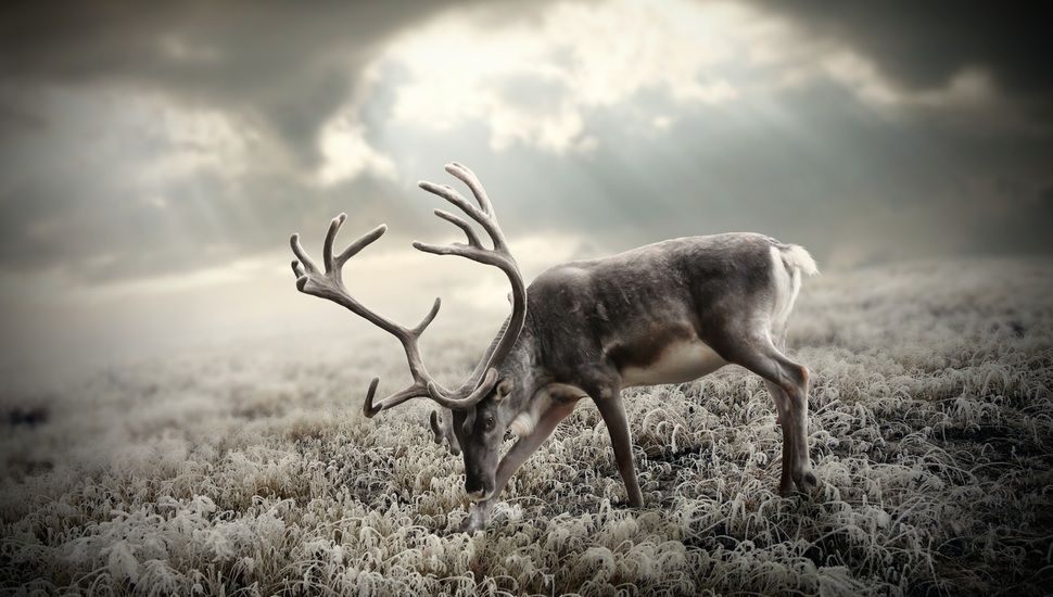 Frost, Horns, The Sky, Tundra, Grass, The Sun, Deer - Reindeer - HD Wallpaper 